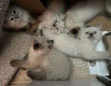 CHATON HIMALAYEN YEUX BLEUS - Photo 2