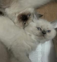 CHATON HIMALAYEN YEUX BLEUS - Photo 3