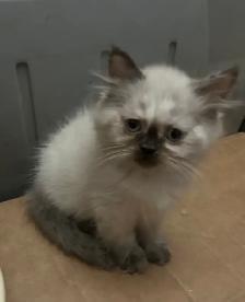 CHATON HIMALAYEN YEUX BLEUS - Photo 4