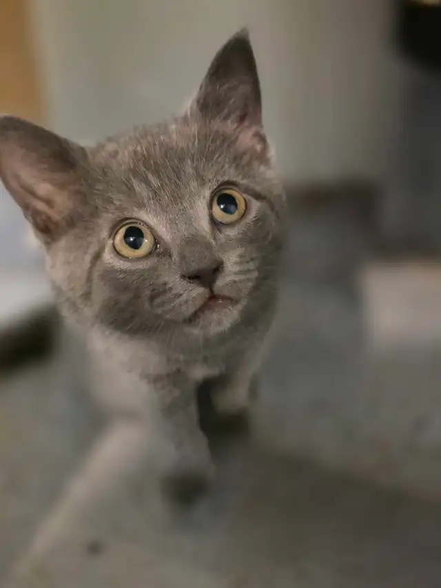 AAdorable kittens are ready for new home
