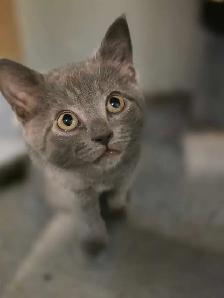 AAdorable kittens are ready for new home