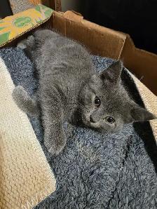AAdorable kittens are ready for new home - Photo 2