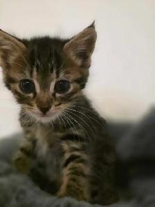 AAdorable kittens are ready for new home - Photo 3