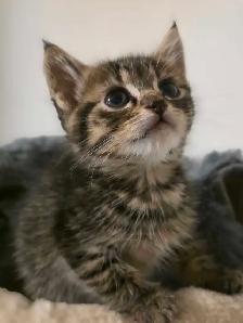 AAdorable kittens are ready for new home - Photo 4