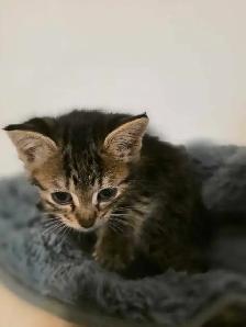 AAdorable kittens are ready for new home - Photo 5