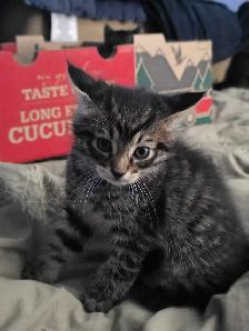AAdorable kittens are ready for new home - Photo 6