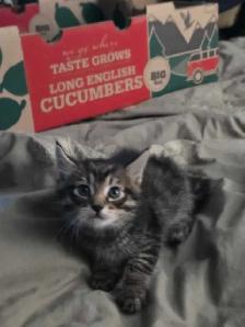 AAdorable kittens are ready for new home - Photo 7