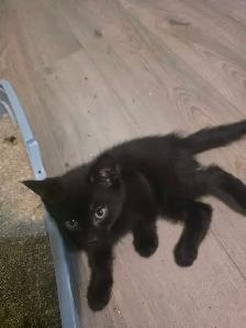 AAdorable kittens are ready for new home - Photo 8