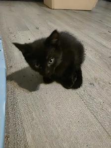 AAdorable kittens are ready for new home - Photo 9