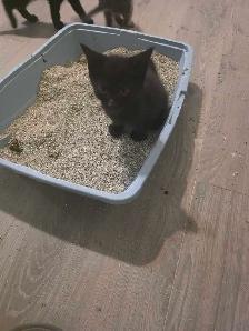 AAdorable kittens are ready for new home - Photo 10