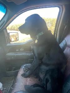 Dog Training and Trainers for Busy People - Photo 3