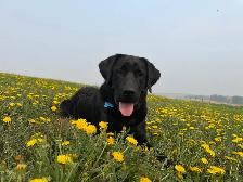 Dog Training and Trainers for Busy People - Photo 4