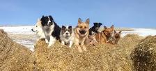 Dog Training and Trainers for Busy People - Photo 6