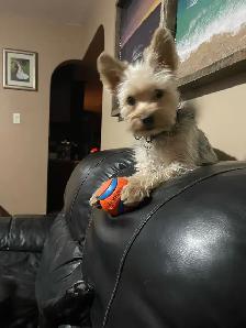 Dog Training and Trainers for Busy People - Photo 7