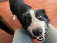 Dog Training and Trainers for Busy People - Photo 8