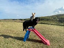 Dog Training and Trainers for Busy People - Photo 9