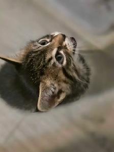 kittens for rehoming - Photo 2