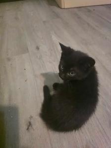 kittens for rehoming - Photo 5