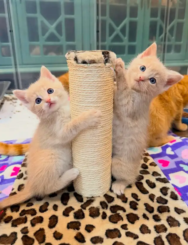 Vaccinated Hypoallergenic Siberian x Russian Blue Kittens