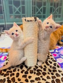 Vaccinated Hypoallergenic Siberian x Russian Blue Kittens