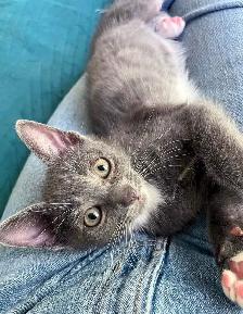 Vaccinated Hypoallergenic Siberian x Russian Blue Kittens - Photo 4
