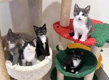 Vaccinated Hypoallergenic Siberian x Russian Blue Kittens - Photo 5