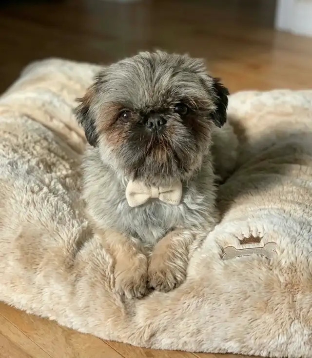 Shih tzu impérial