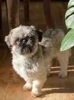 Shih tzu impérial - Photo 2