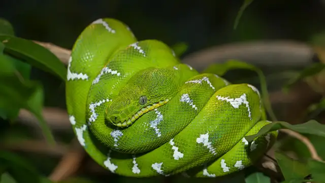 Durham Regional Snake Rescue