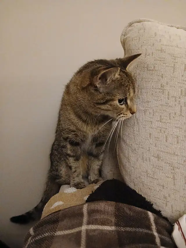 HEALTHY 2 YR FRIENDLY TABBY FEMALE CAT FOR ADOPT LOT ACCESSORIES