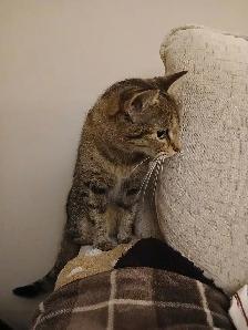 HEALTHY 2 YR FRIENDLY TABBY FEMALE CAT FOR ADOPT LOT ACCESSORIES