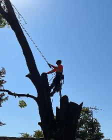 arborist position