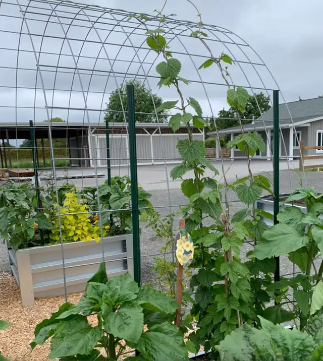 Garden Trellis/Arch Cattle Panel
