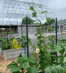 Garden Trellis/Arch Cattle Panel