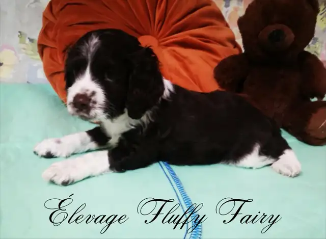 magnifique chiot cocker chocolat!
