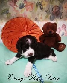 magnifique chiot cocker chocolat! - Photo 2