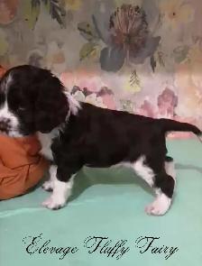 magnifique chiot cocker chocolat! - Photo 3