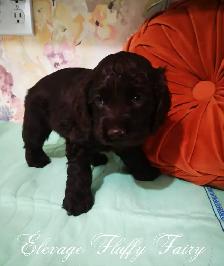 magnifique chiot cocker chocolat! - Photo 4