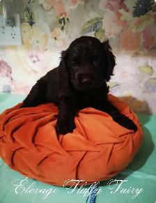 magnifique chiot cocker chocolat! - Photo 5