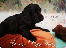 magnifique chiot cocker chocolat! - Photo 6