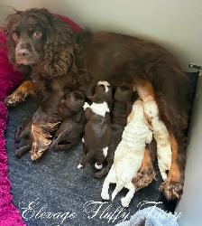 magnifique chiot cocker chocolat! - Photo 7