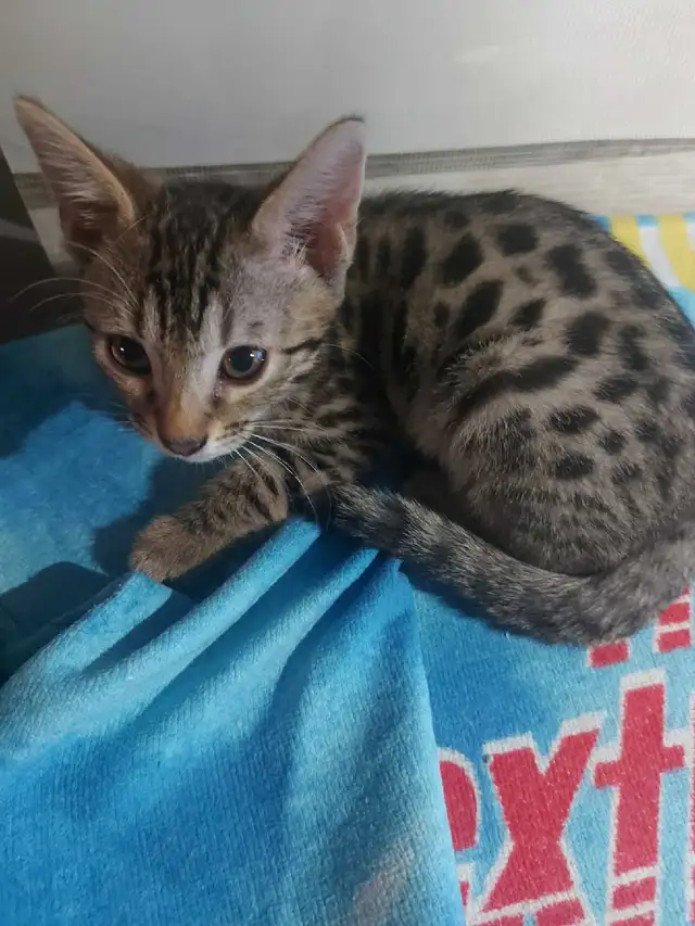 Chaton bengal et chaton mix
