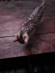 Chaton bengal et chaton mix - Photo 4