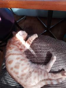 Chaton bengal et chaton mix - Photo 7