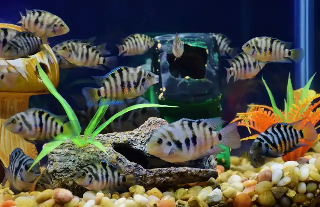 Free Tropical Fish Convict Cichlids