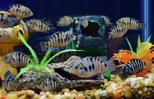 Free Tropical Fish Convict Cichlids