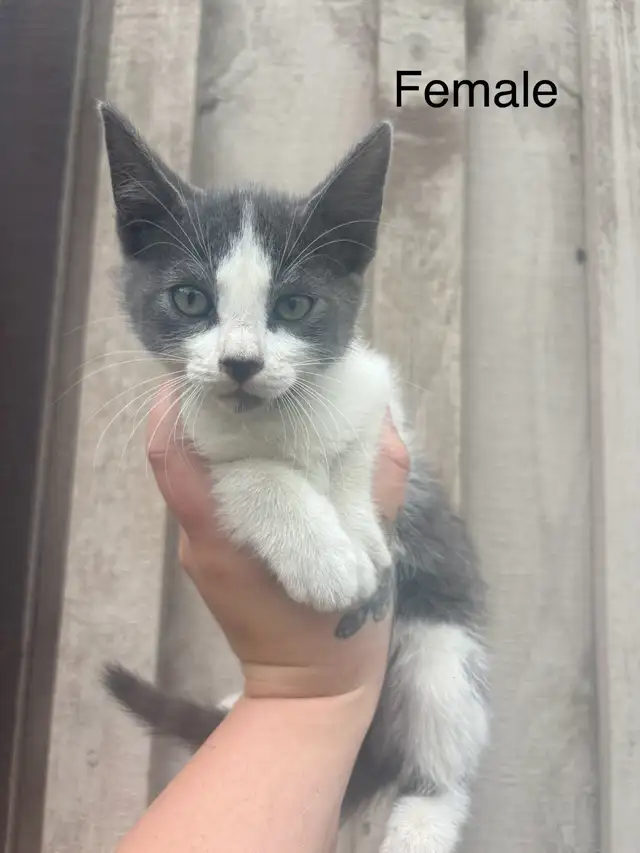 Barn Kittens