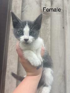 Barn Kittens