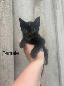 Barn Kittens - Photo 2