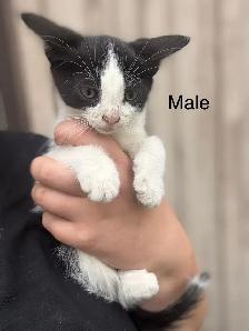 Barn Kittens - Photo 3